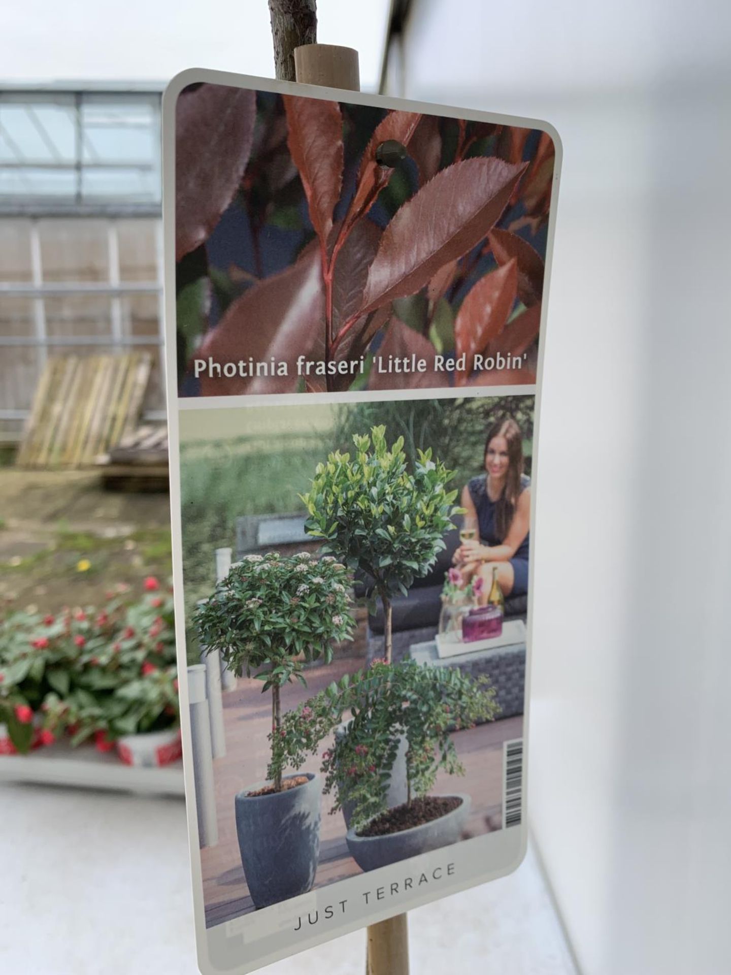 TWO PHOTINIA FRASERI STANDARD TREES 'LITTLE RED ROBIN' APPROX ONE METRE IN HEIGHT IN 3LTR POTS - Image 4 of 4