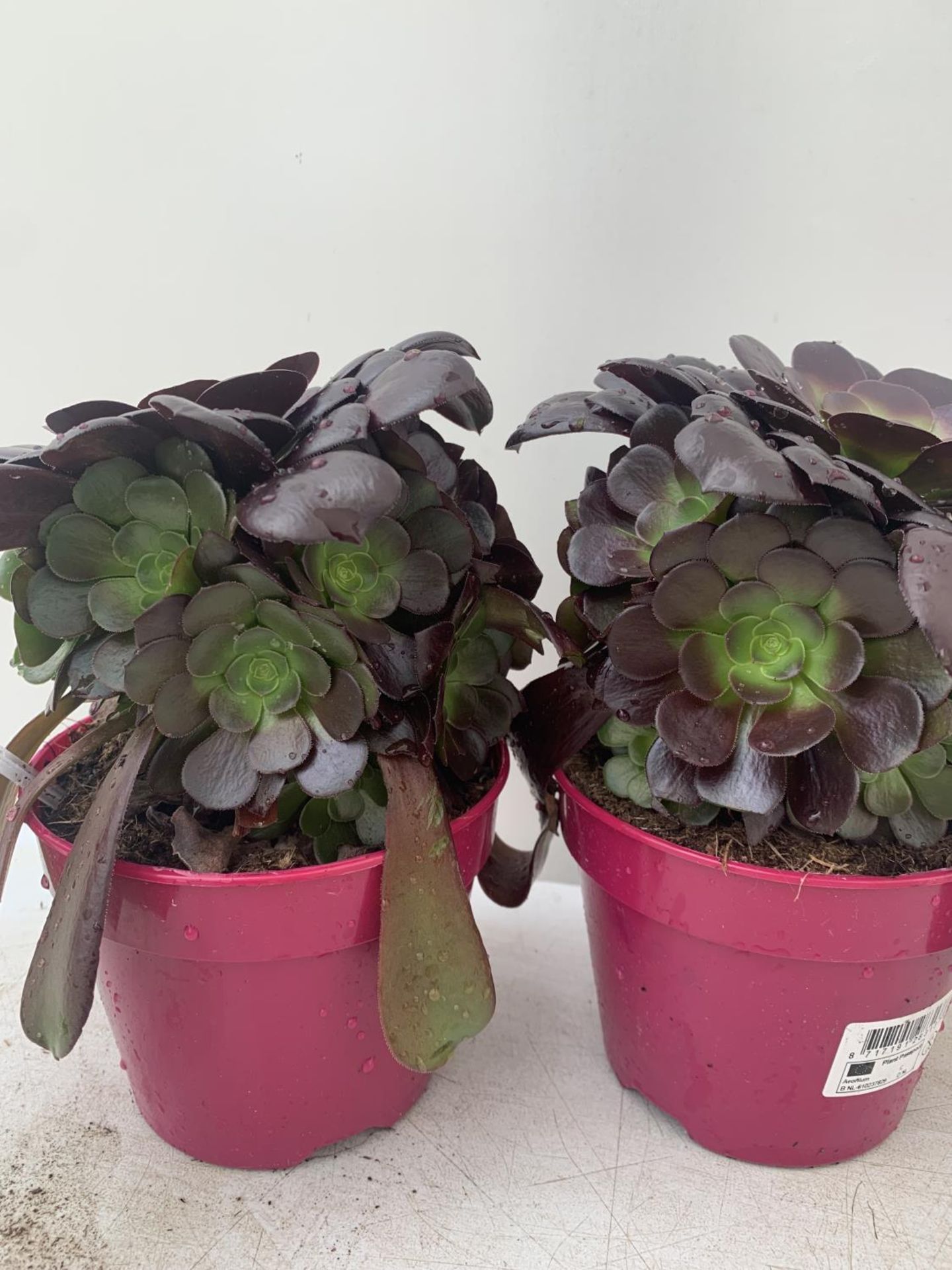 TWO AEONIUM ARBOREUM VELOURS IN 1 LTR POTS APPROX 30CM IN HEIGHT PLUS VAT TO BE SOLD FOR THE TWO - Image 3 of 5