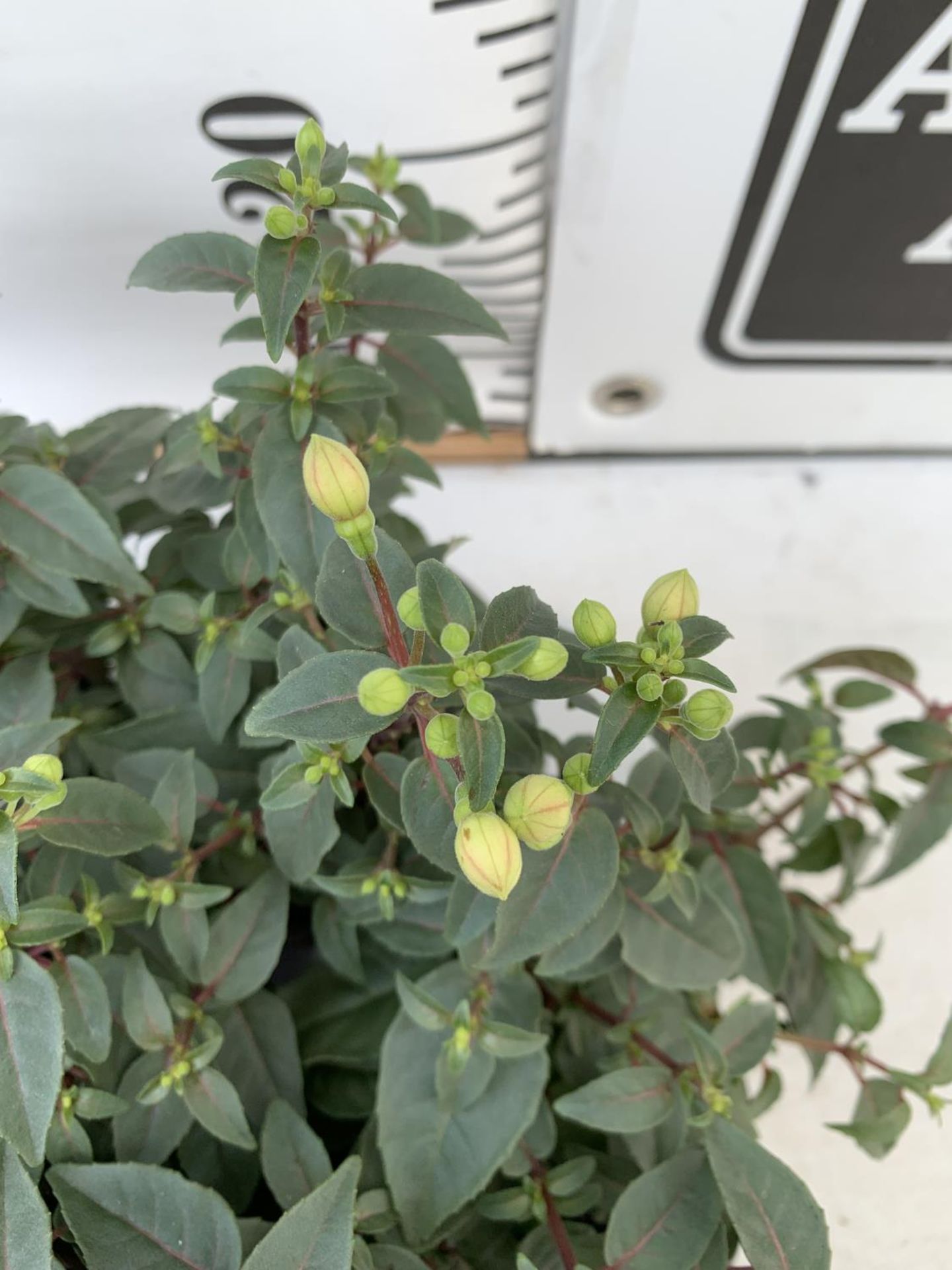 TWELVE FUCHSIA BELLA TRAILING PLANTS ON A TRAY IN P10 POTS PLUS VAT TO BE SOLD FOR THE TWELVE - Image 2 of 3