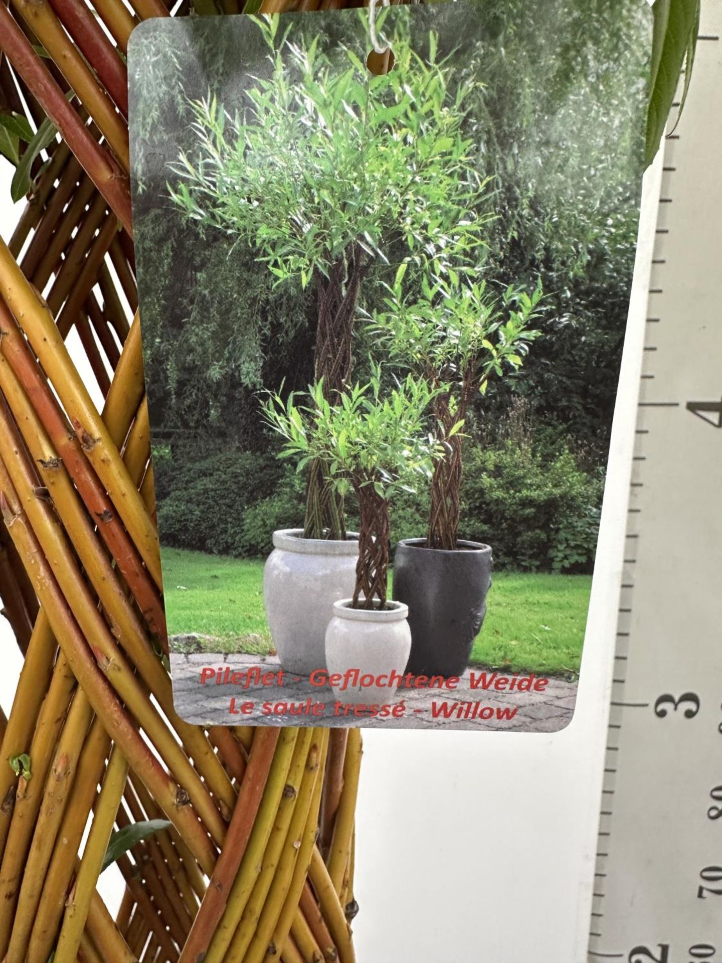 A PAIR OF SALIX LIVING WILLOW EXCLUSIVE IN 7.5 LTR POTS OVER 200 CM TALL TO BE SOLD FOR THE PAIR - Image 5 of 6