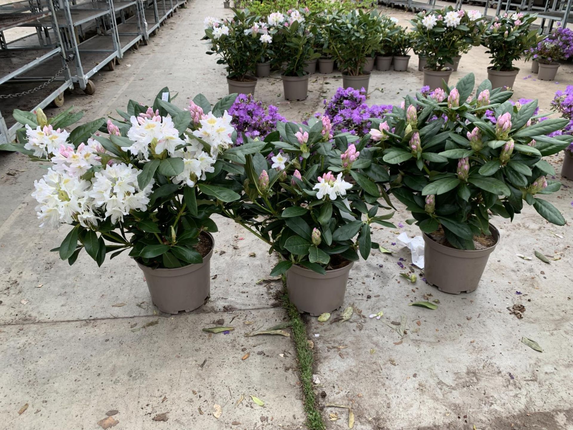 THREE RHODODENDRON CUNNINGHAMS WHITE 7.5 LTR POTS HEIGHT 70-80 CM TO BE SOLD FOR THE THREE PLUS VAT