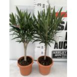 TWO OLEANDER STANDARD NERIUMS RED 'PAPA GAMBETTA' AND 'JANNOCH' IN 4 LTR POTS APPROX 90CM IN
