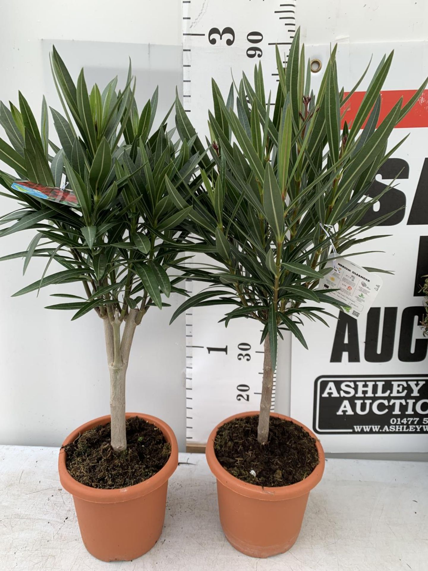 TWO OLEANDER STANDARD NERIUMS RED 'PAPA GAMBETTA' AND 'JANNOCH' IN 4 LTR POTS APPROX 90CM IN