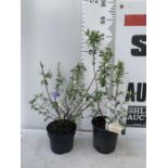 TWO EXOCHORDA 'NIAGARA' APPROX 70CM IN HEIGHT IN 2 LTR POTS PLUS VAT TO BE SOLD FOR THE TWO