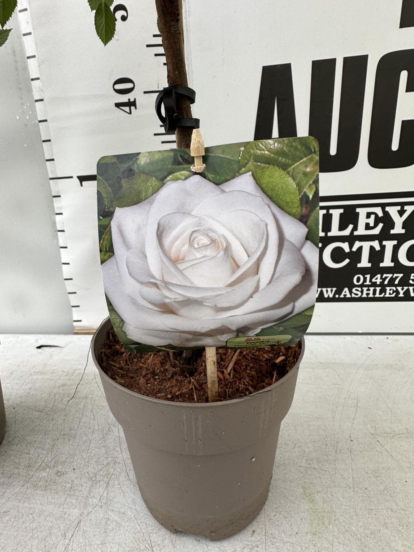 A PAIR STANDARD ROSES ROSA ROYAL WHITE IN C-2 POTS HEIGHT 70CM TO BE SOLD FOR THE PAIR PLUS VAT - Image 3 of 4