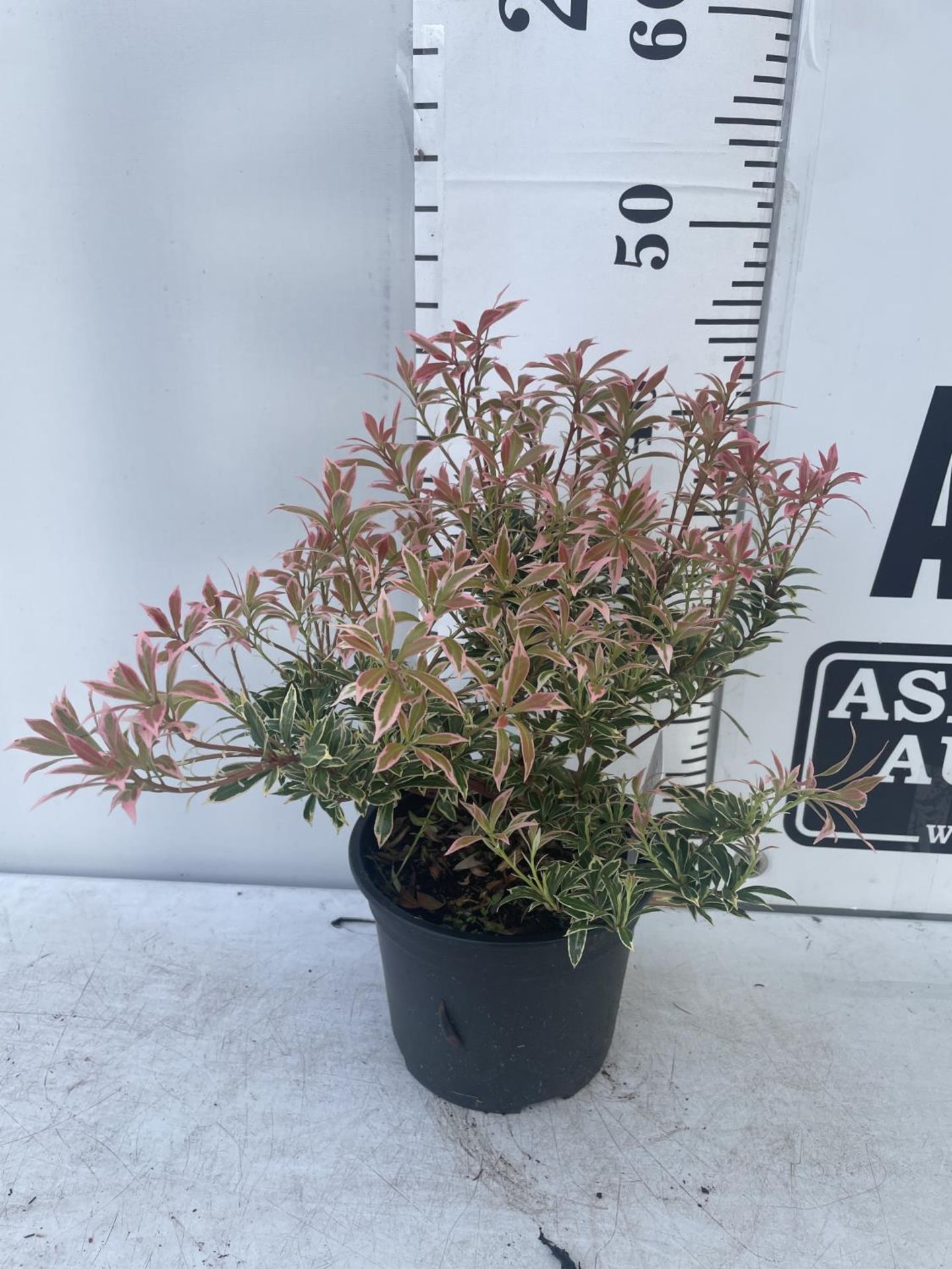 SEVEN PIERIS LITTLE HEATH 45CM TALL TO BE SOLD FOR THE SEVEN PLUS VAT - Image 4 of 6