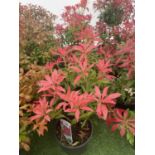 FIVE PIERIS FOREST FLAME 50-60CM TO BE SOLD FOR THE FIVE PLUS VAT