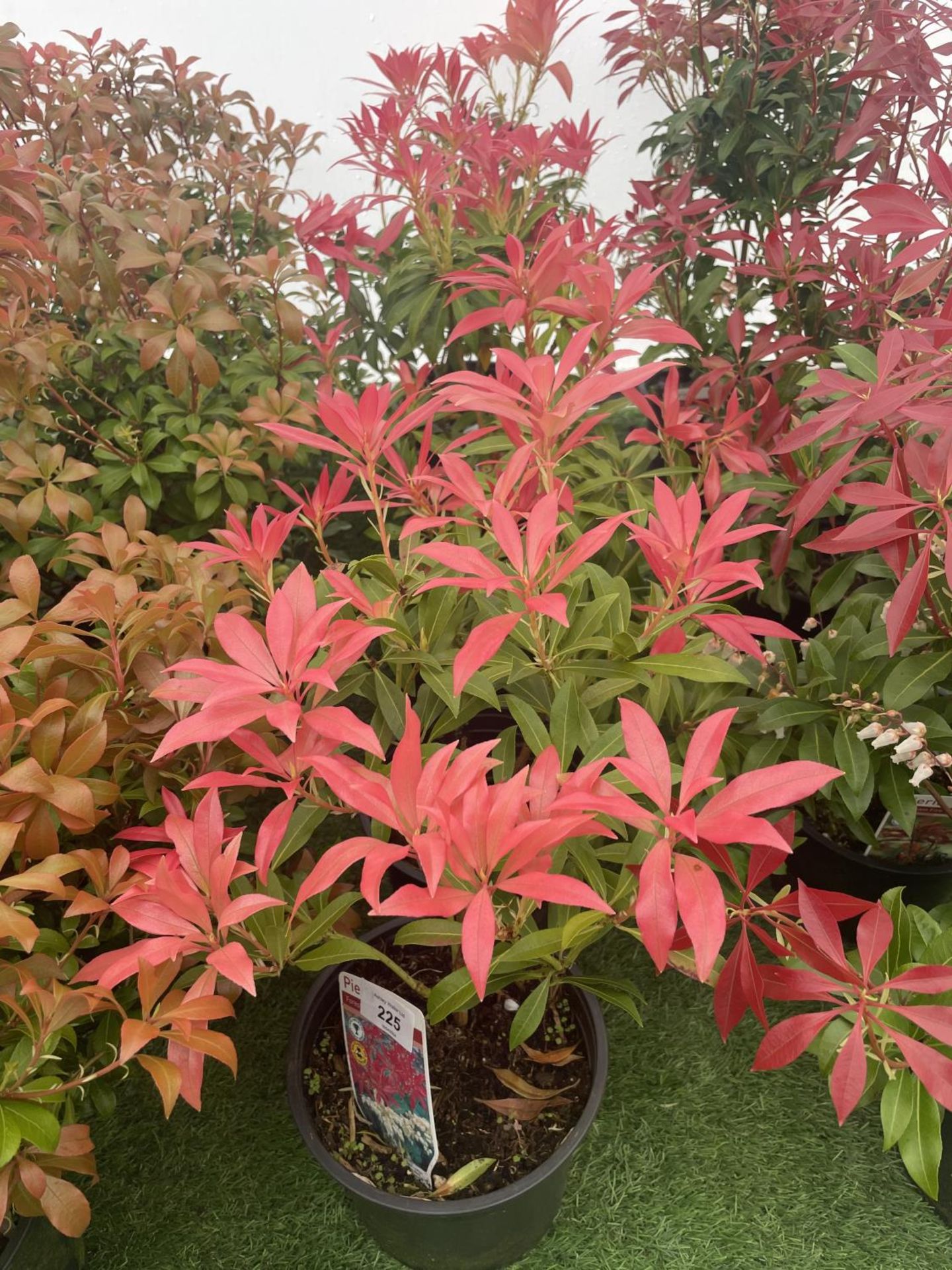 FIVE PIERIS FOREST FLAME 50-60CM TO BE SOLD FOR THE FIVE PLUS VAT