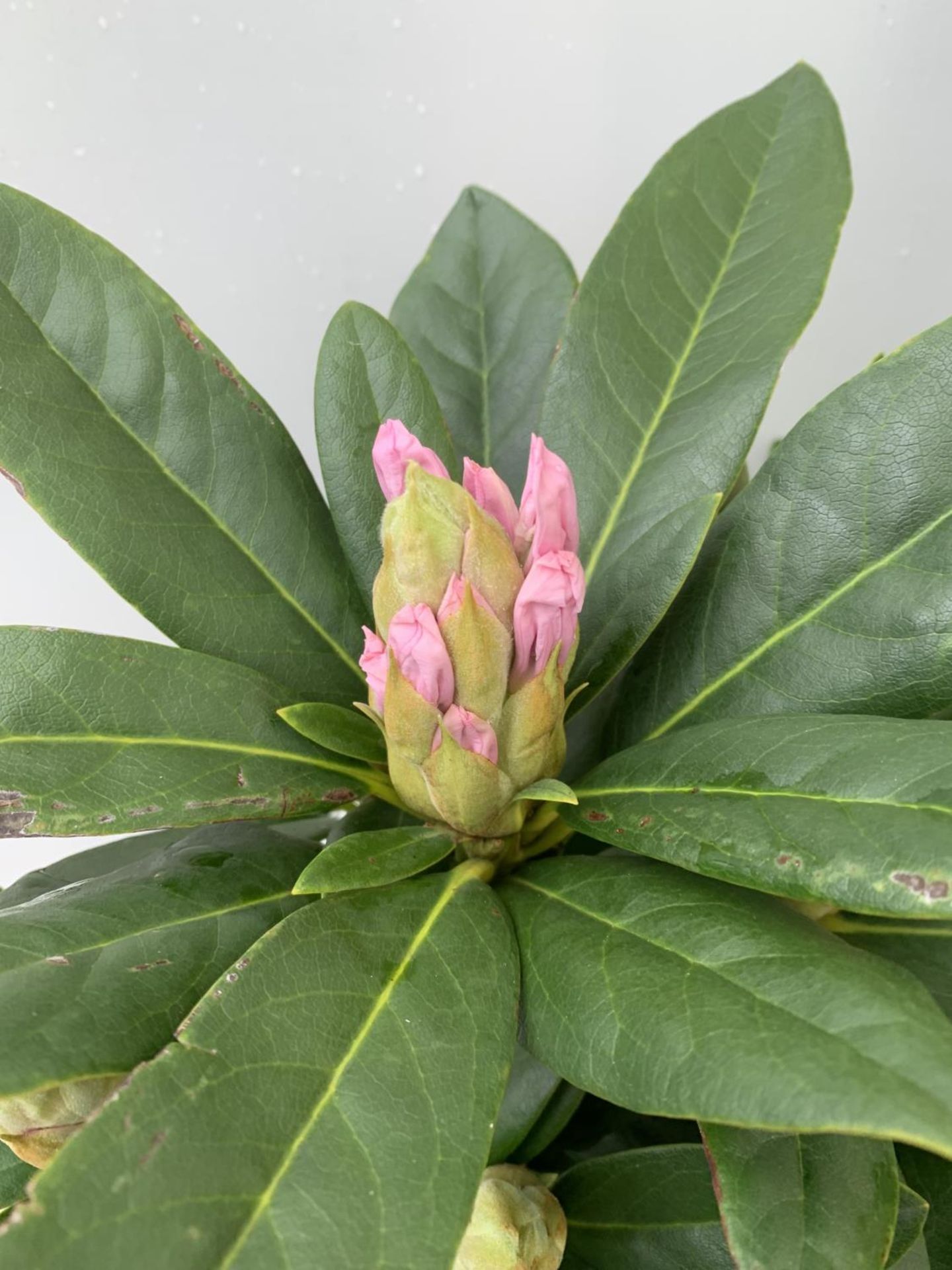 TWO RHODODENDRON CUNNINGHAM'S WHITE AND PONTICUM VARIGATUM IN 5 LTR POTS 70CM TALL PLUS VAT TO BE - Image 3 of 6