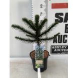 ONE MONKEY PUZZLE TREE ARAUCARIA ARAUCANA APPROX 70CM IN HEIGHT IN A 5 LTR POT PLUS VAT