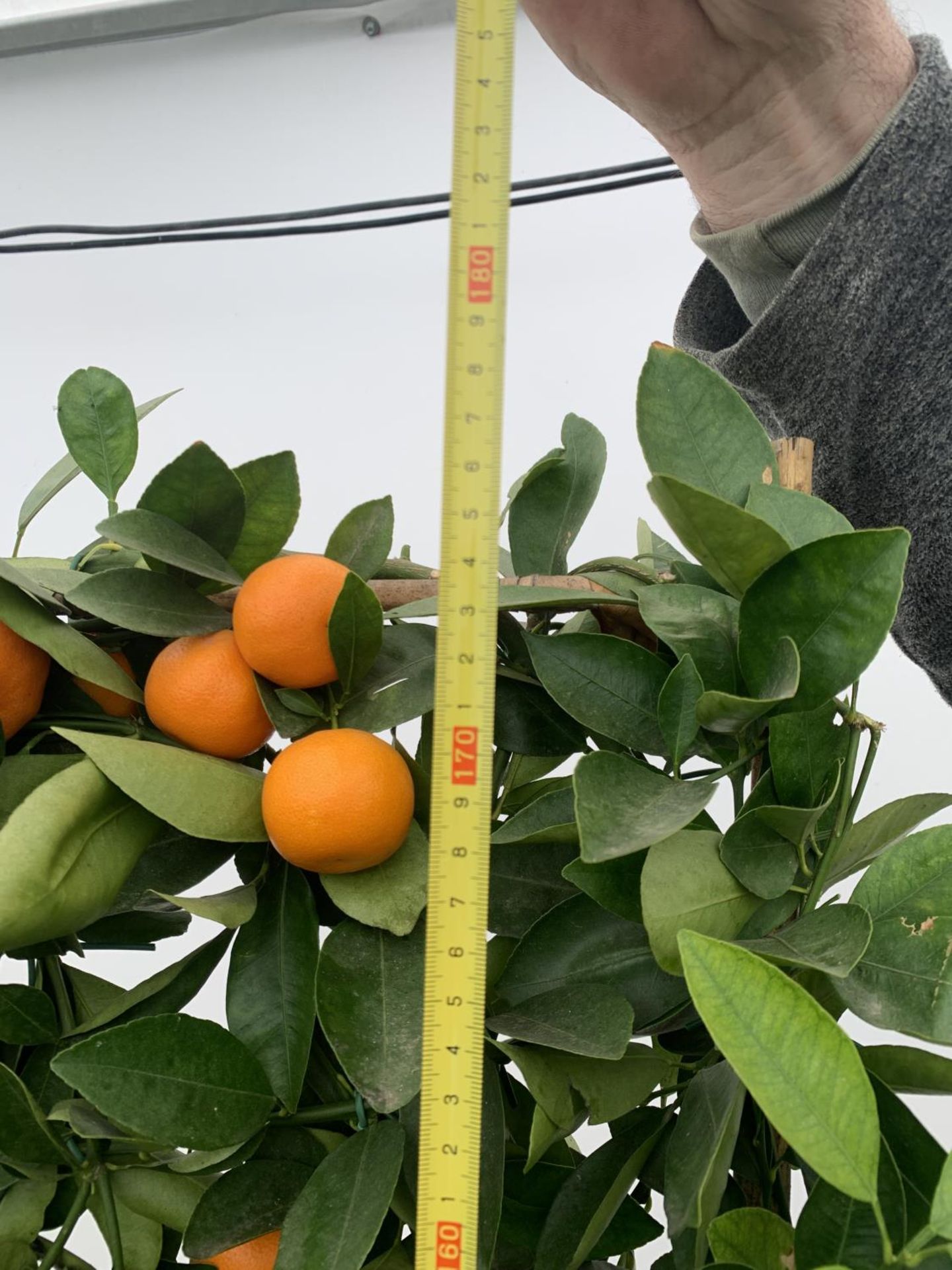 A LARGE CITRUS CALAMONDIN ORANGE TREE WITH FRUIT ON A TRELLIS FRAME 170CM TALL IN A 40 LITRE POT - Image 5 of 8