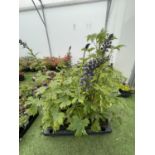 EIGHT DELPHINIUM MAGIC FOUNTAIN MID BLUE/WHITE BEE TO BE SOLD FOR THE EIGHT PLUS VAT