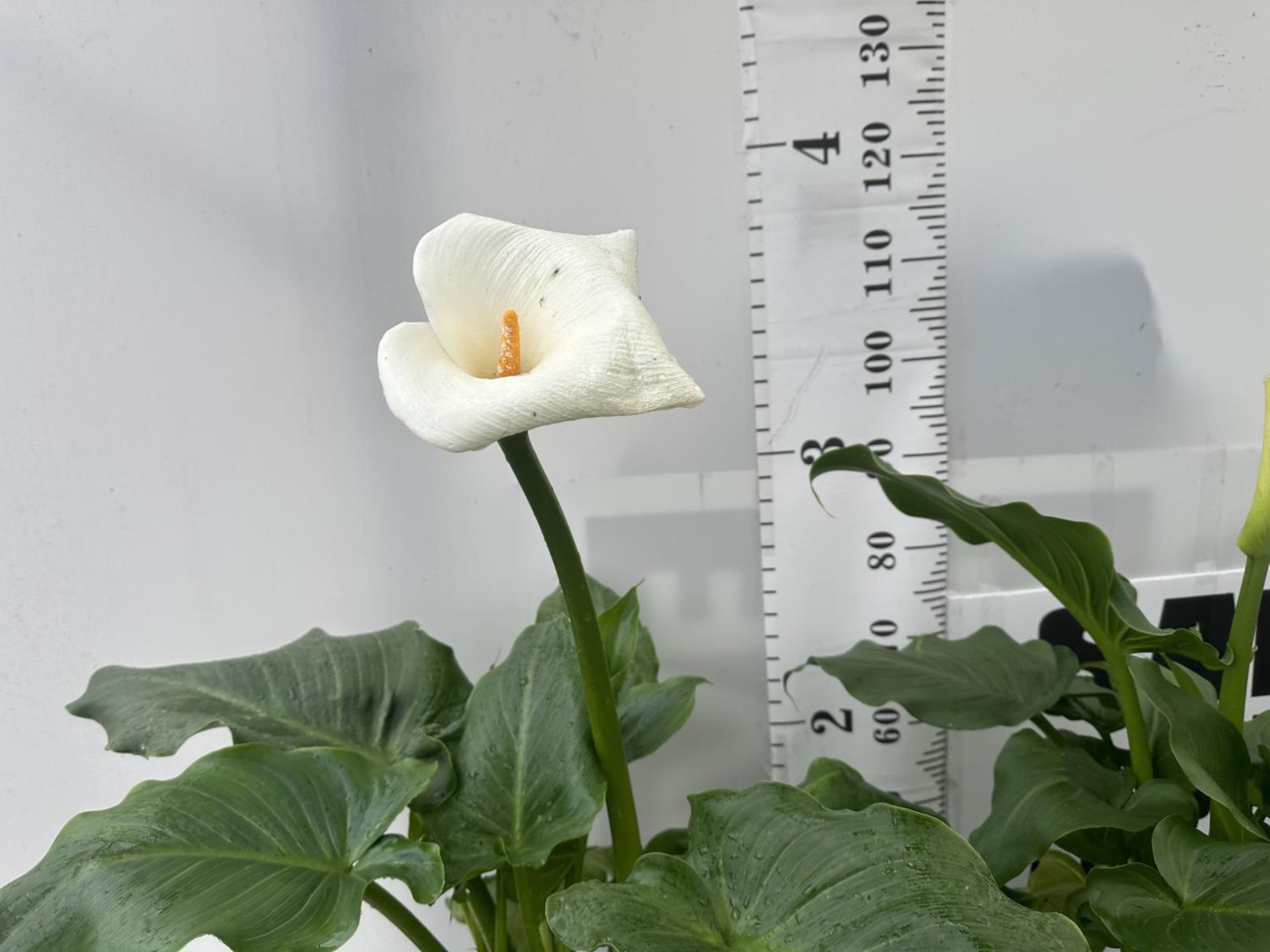 CALLA ZANTEDESCHIA AETHIOPICA NATURAL BEAUTY IN 4 LTR POTS HEIGHT 120CM TO BE SOLD FOR THE TWO - Image 2 of 4