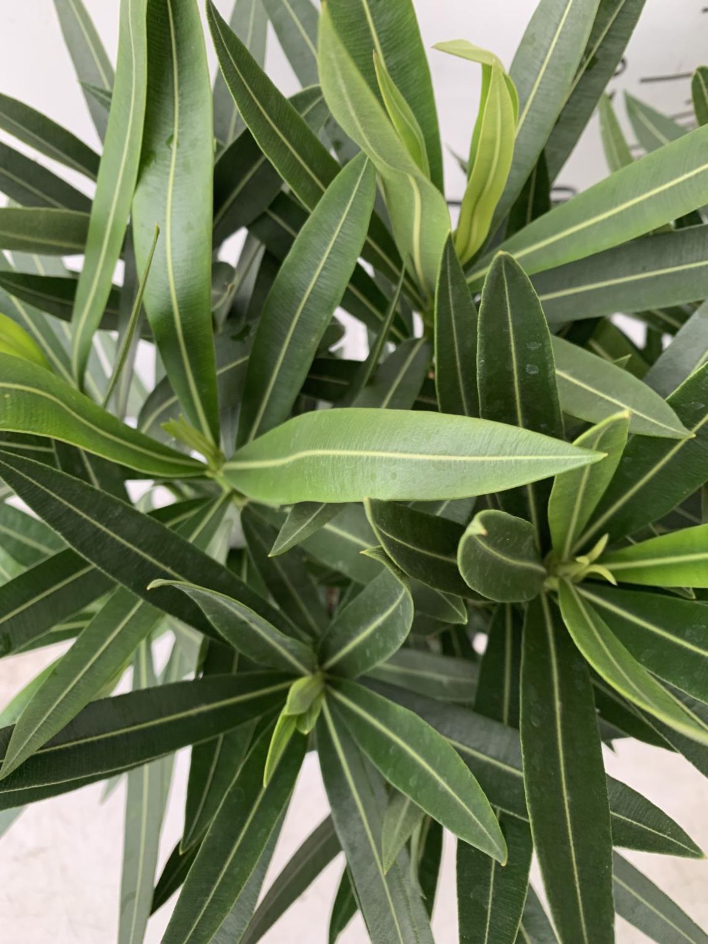 TWO OLEANDER NERIUM SHRUBS MULTICOLOURED APPROX 60CM TALL IN 4 LTR POTS PLUS VAT TO BE SOLD FOR - Image 3 of 5