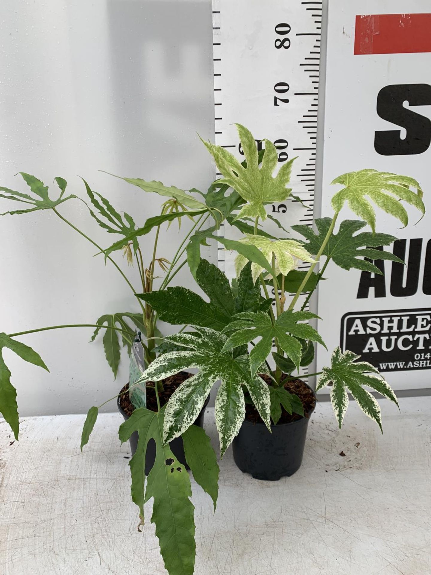 TWO FATSIA JAPONICA 'SPIDERS WEB' AND FATSIA POLYCARPA 'GREEN FINGERS' IN 2 LTR POTS 60CM TALL