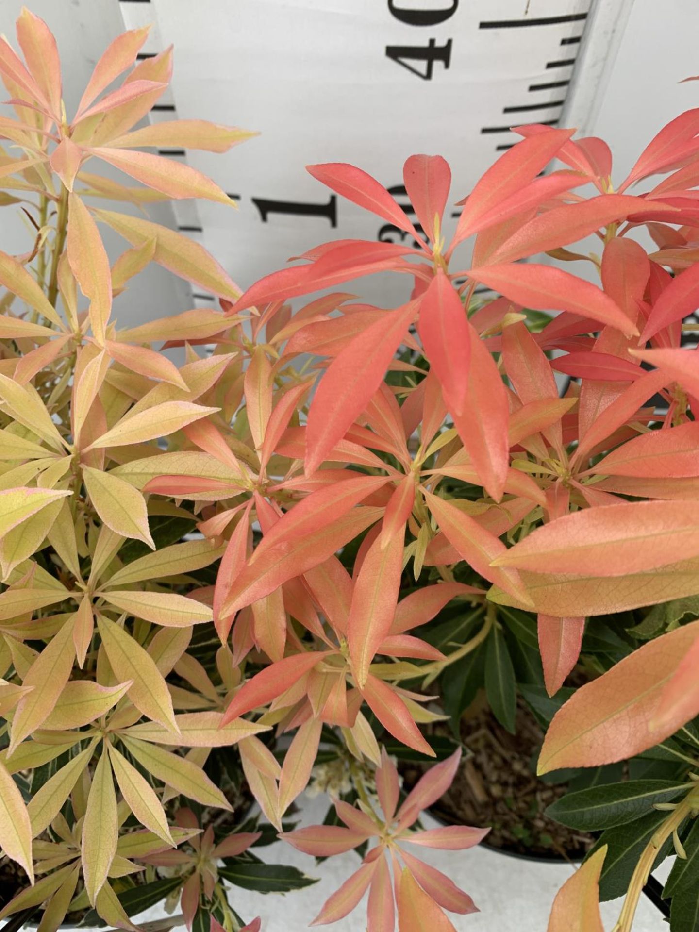 TWO PIERIS JAPONICA 'FLAMING SILVER' AND 'FOREST FLAME' IN 3 LTR POTS 45CM TALL PLUS VAT TO BE - Bild 3 aus 6
