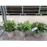 THREE RHODODENDRON GOLDEN TORCH IN 3 LTR POTS HEIGHT 30CM TO BE SOLD FOR THE THREE PLUS VAT