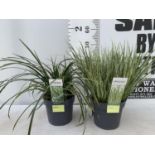 TWO HARDY ORNAMENTAL GRASSES ACORUS GARAMINEUS AND CAREX MORROWII 'ICE DANCE' IN 3 LTR POTS APPROX