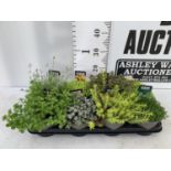 EIGHT MIXED EVERGREEN SEDUMS ON A TRAY IN P14 POTS PLUS VAT TO BE SOLD FOR THE EIGHT