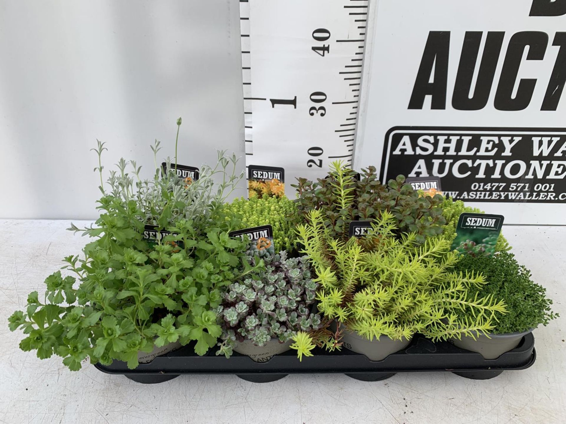 EIGHT MIXED EVERGREEN SEDUMS ON A TRAY IN P14 POTS PLUS VAT TO BE SOLD FOR THE EIGHT