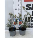 TWO CALLISTEMON LAEVIS IN 2 LTR POTS 50CM IN HEIGHT PLUS VAT TO BE SOLD FOR THE TWO