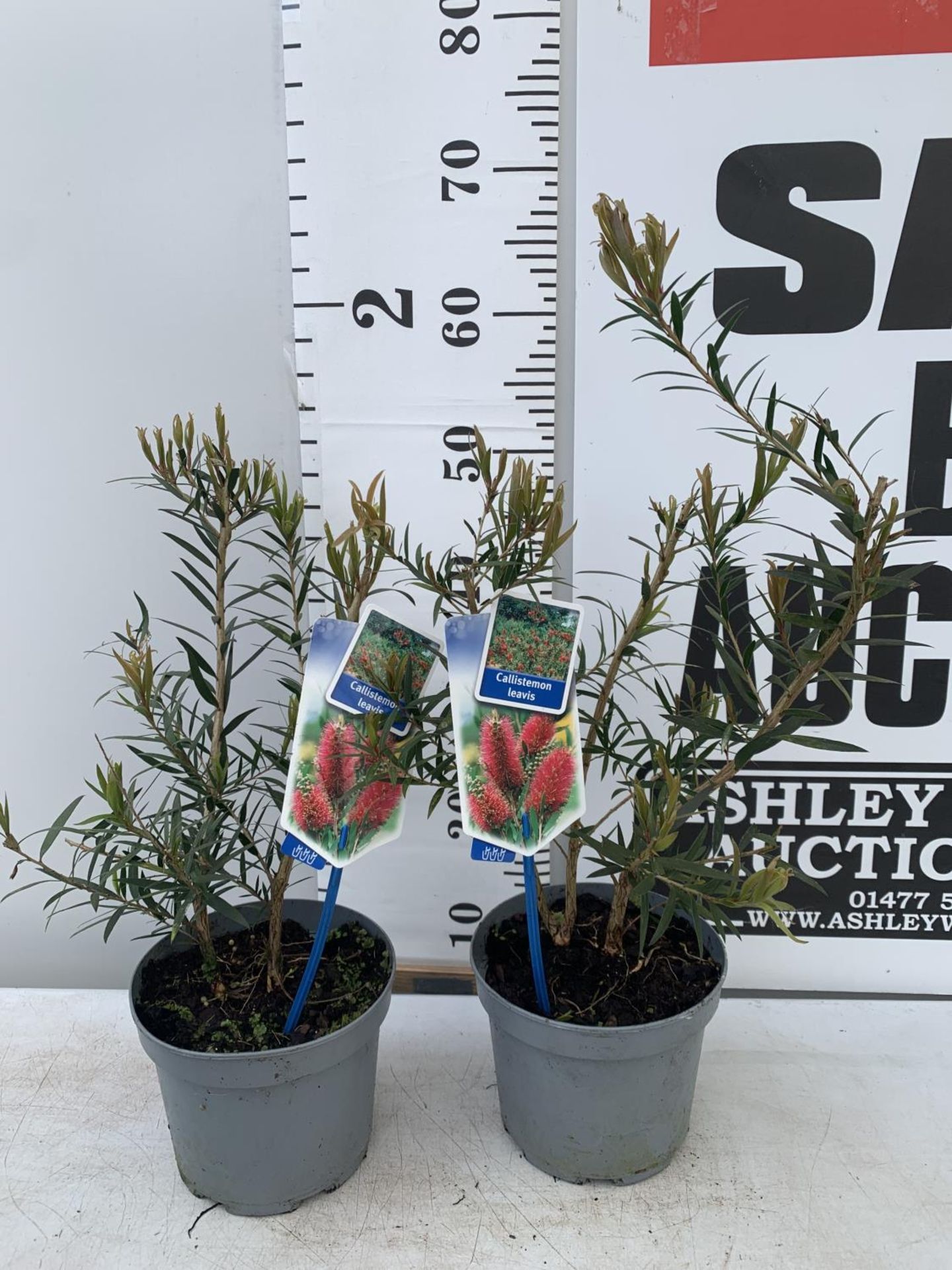 TWO CALLISTEMON LAEVIS IN 2 LTR POTS 50CM IN HEIGHT PLUS VAT TO BE SOLD FOR THE TWO