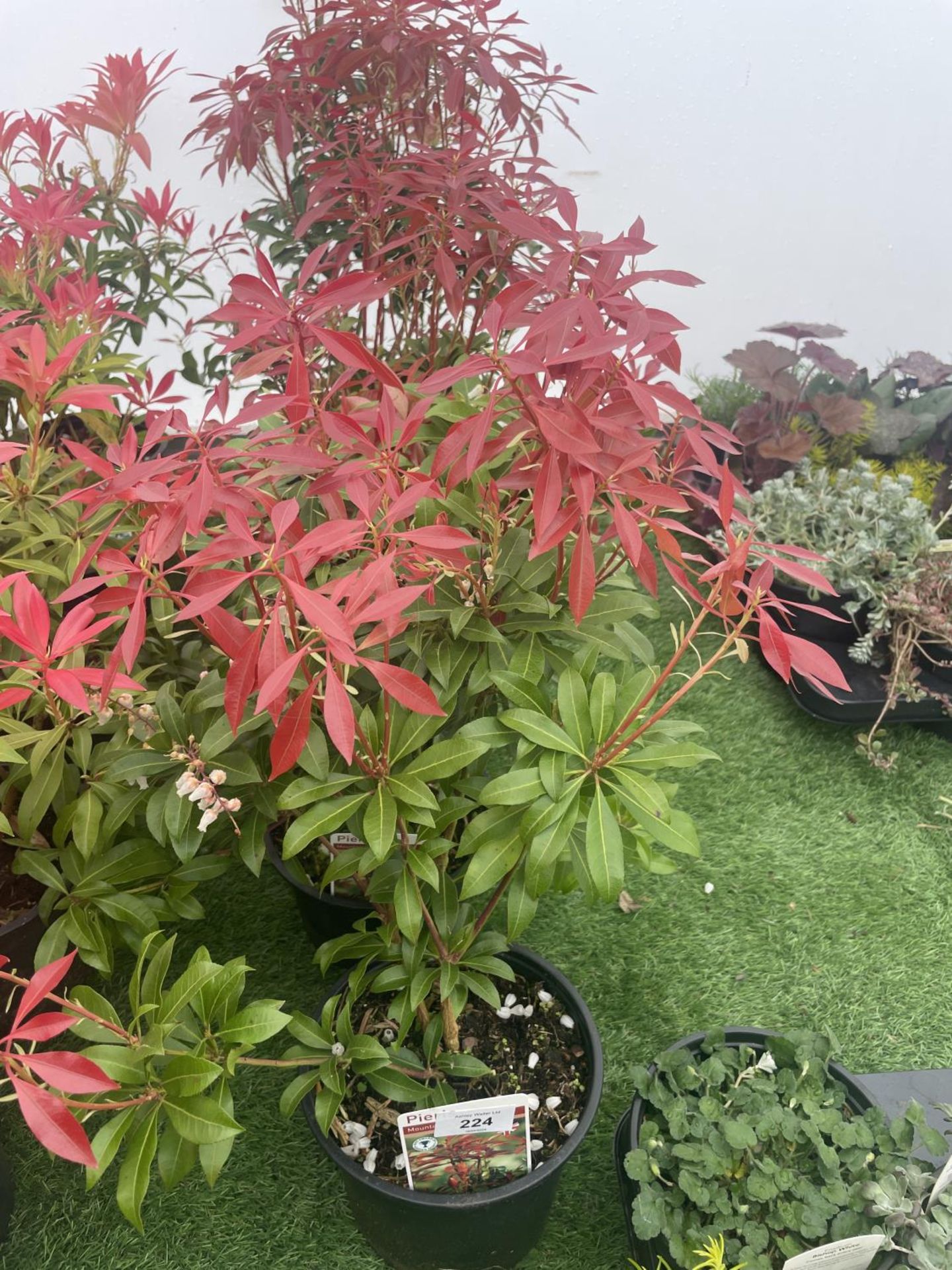 FIVE PIERIS MOUNTAIN FIRE 60CM TALL TO BE SOLD FOR FIVE PLUS VAT