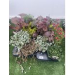 TWELVE MIXED PERENNIALS TO INCLUDE SAXIFRAGE, PENSTEMON, SEDUM, PHLOX ETC TO BE SOLD FOR THE