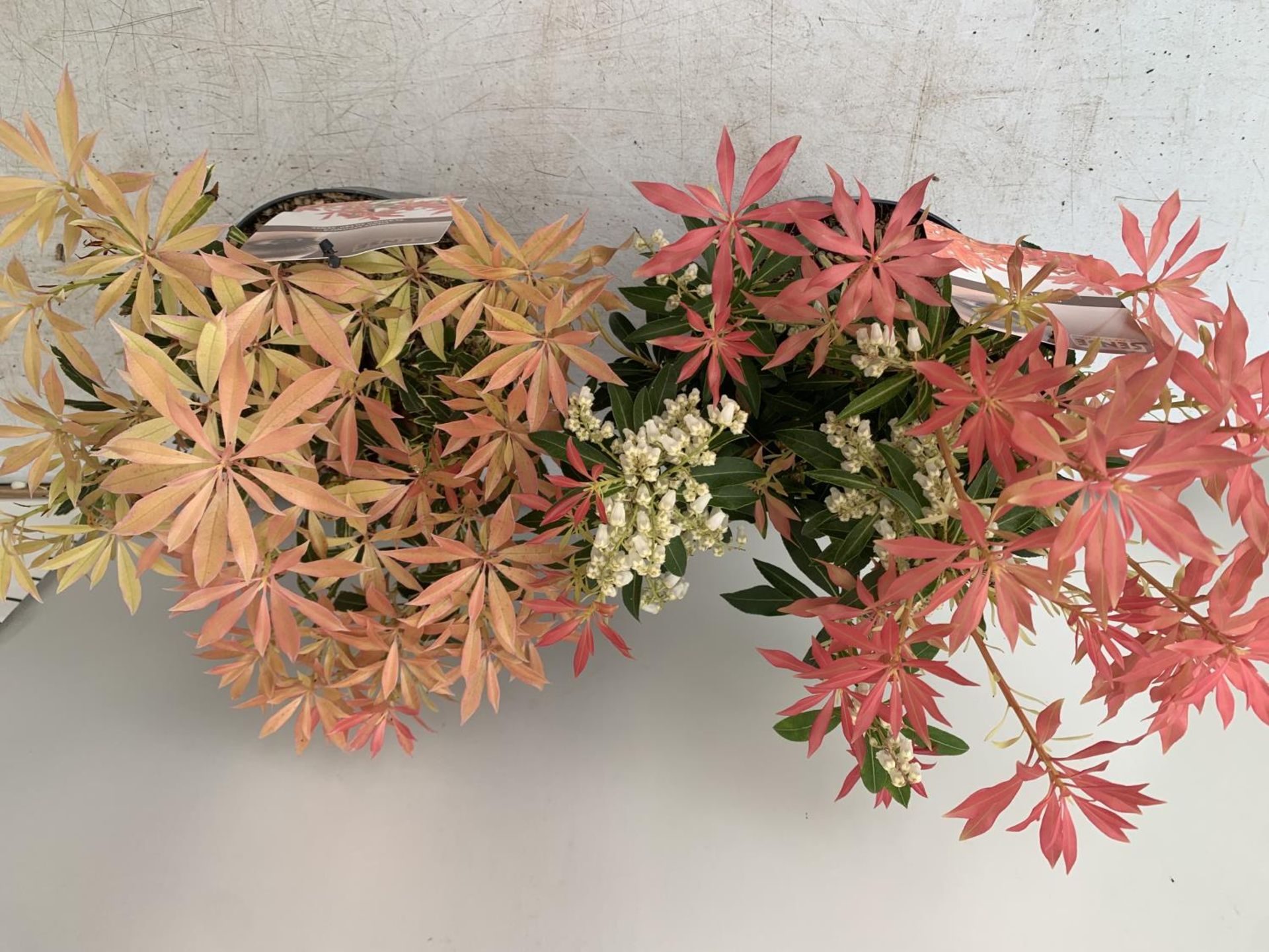 TWO PIERIS JAPONICA 'FLAMING SILVER' AND 'FOREST FLAME' IN 3 LTR POTS 45CM TALL PLUS VAT TO BE - Image 3 of 6