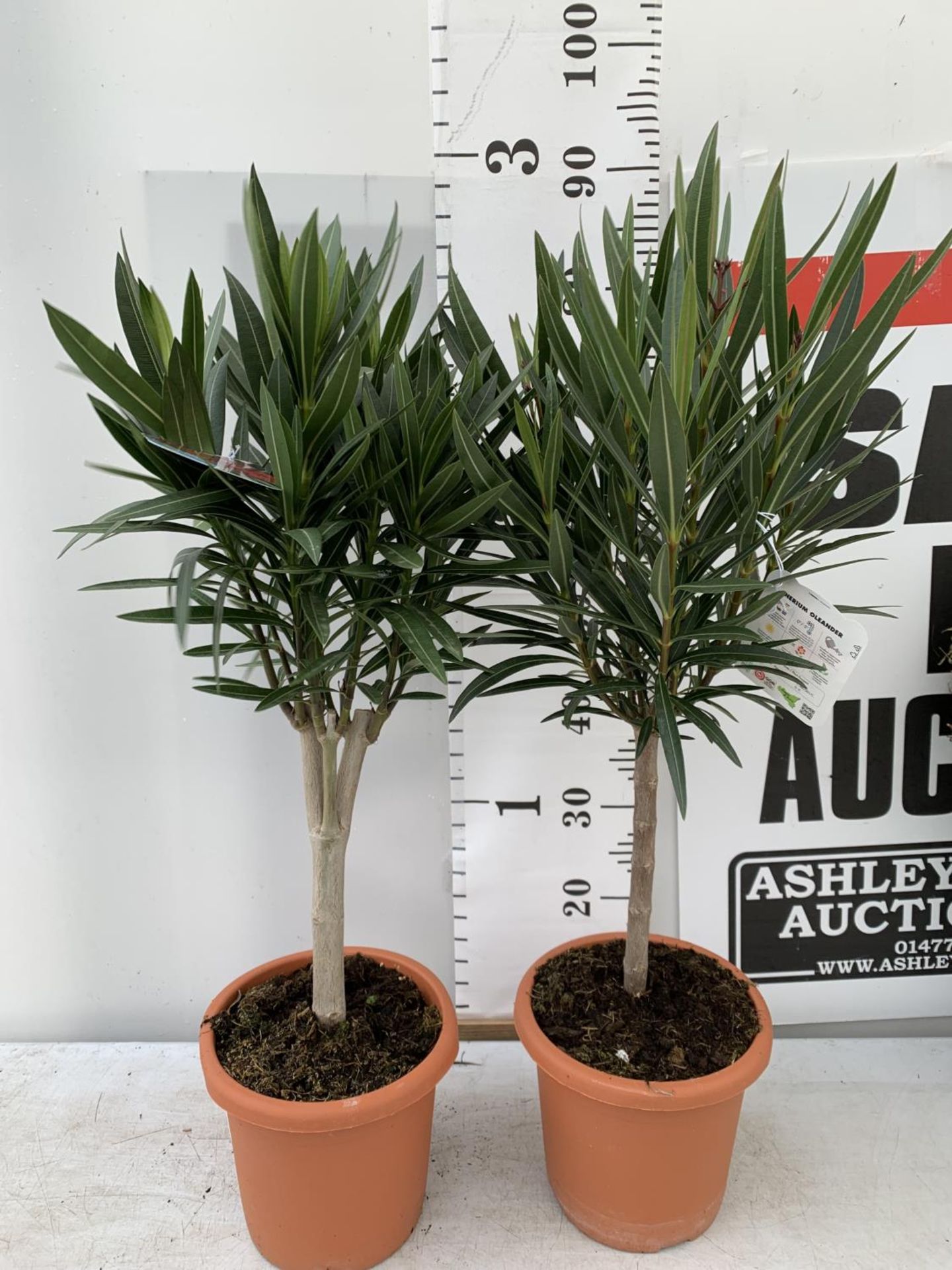 TWO OLEANDER STANDARD NERIUMS RED 'PAPA GAMBETTA' AND 'JANNOCH' IN 4 LTR POTS APPROX 90CM IN - Image 2 of 8