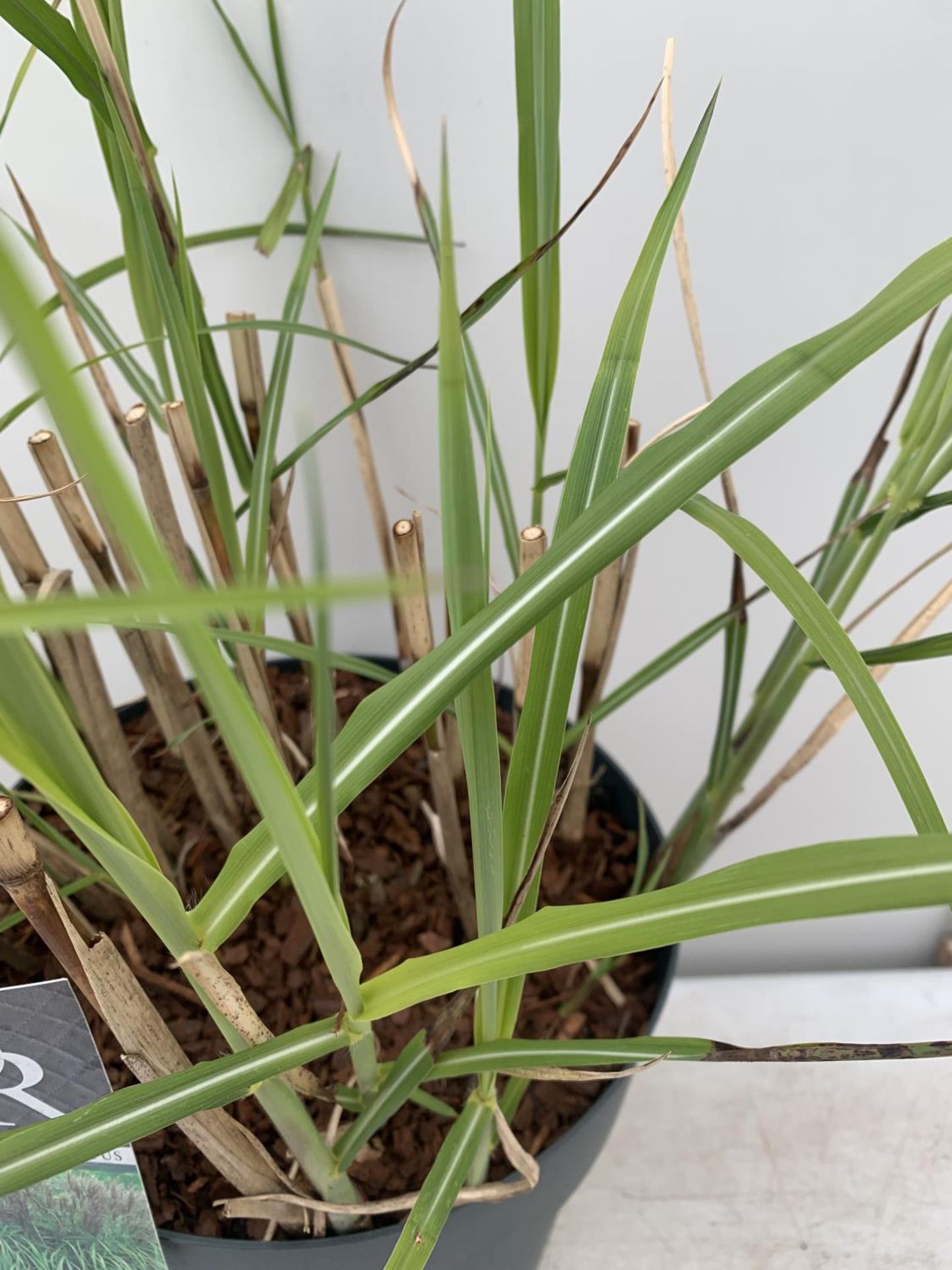 TWO ORNAMENTAL GRASSES 'MISCANTHUS MALEPARTUS' APPROX 75CM IN HEIGHT IN 4 LTR POTS PLUS VAT TO BE - Image 4 of 6