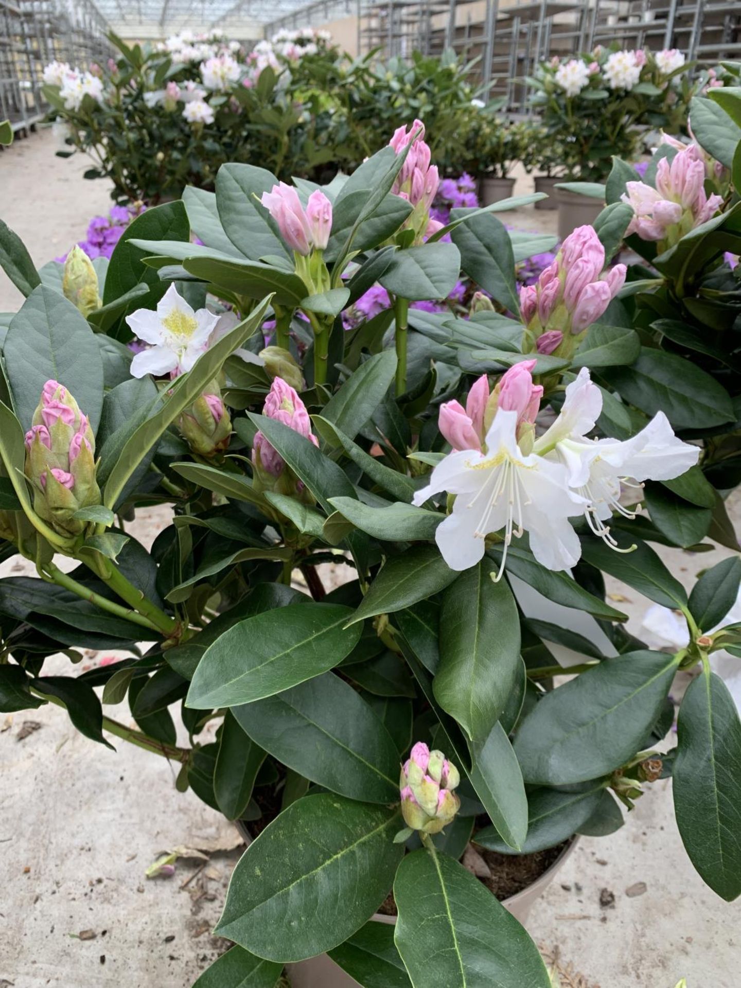 THREE RHODODENDRON CUNNINGHAMS WHITE 7.5 LTR POTS HEIGHT 70-80 CM TO BE SOLD FOR THE THREE PLUS VAT - Image 3 of 5