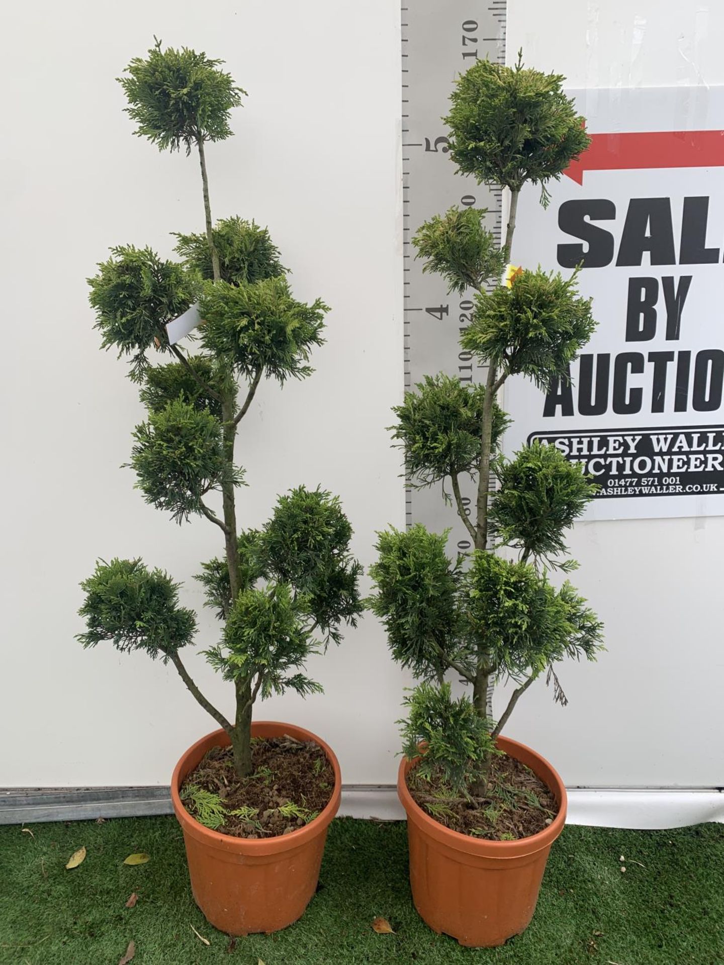 TWO POM POM TREES CUPRESSOCYPARIS LEYLANDII 'GOLD RIDER' APPROX 150CM IN HEIGHT IN 15 LTR POTS