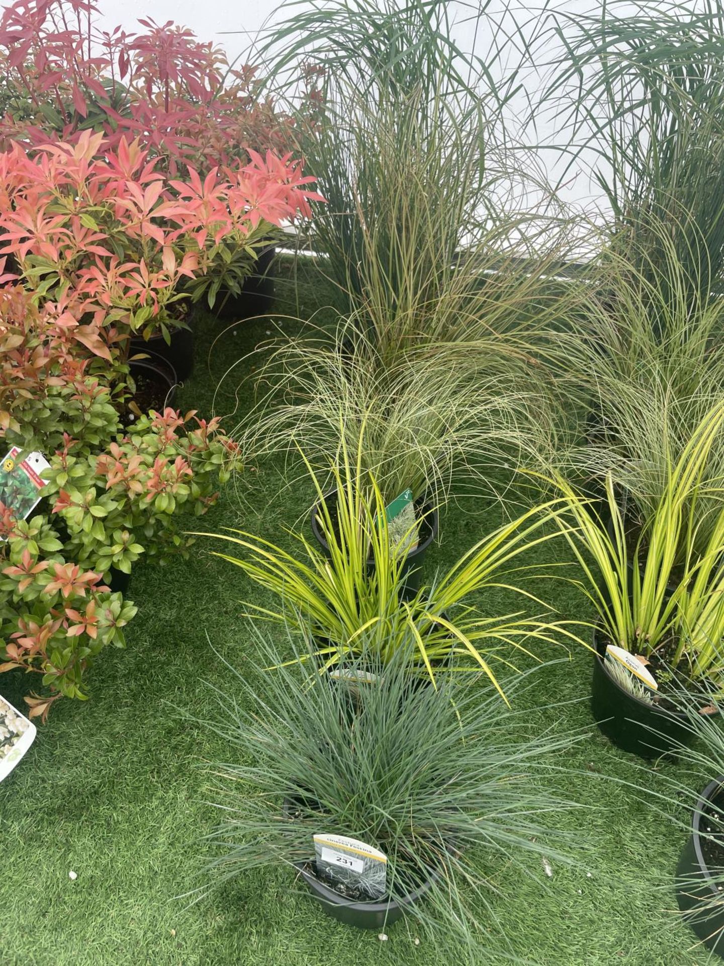 SEVEN MIXED GRASSES TO BE SOLD FOR THE SEVEN PLUS VAT