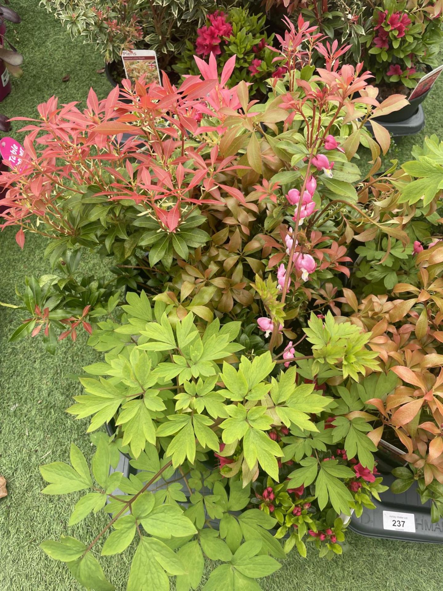 TWELVE MIXED SHRUBS TO INCLUDE AZALEA, DICENTRA, PIERIS ETC TO BE SOLD FOR THE TWELVE PLUS VAT - Image 2 of 4