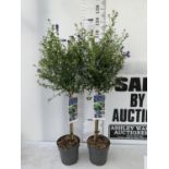 TWO CEANOTHUS STANDARD TREES 'CONCHA' IN FLOWER APPROX 120CM IN HEIGHT IN 3LTR POTS PLUS VAT TO BE