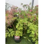 SIX DICENTRA SPECTABILIS BLEEDING HEART 50CM TALL TO BE SOLD FOR THE SIX PLUS VAT
