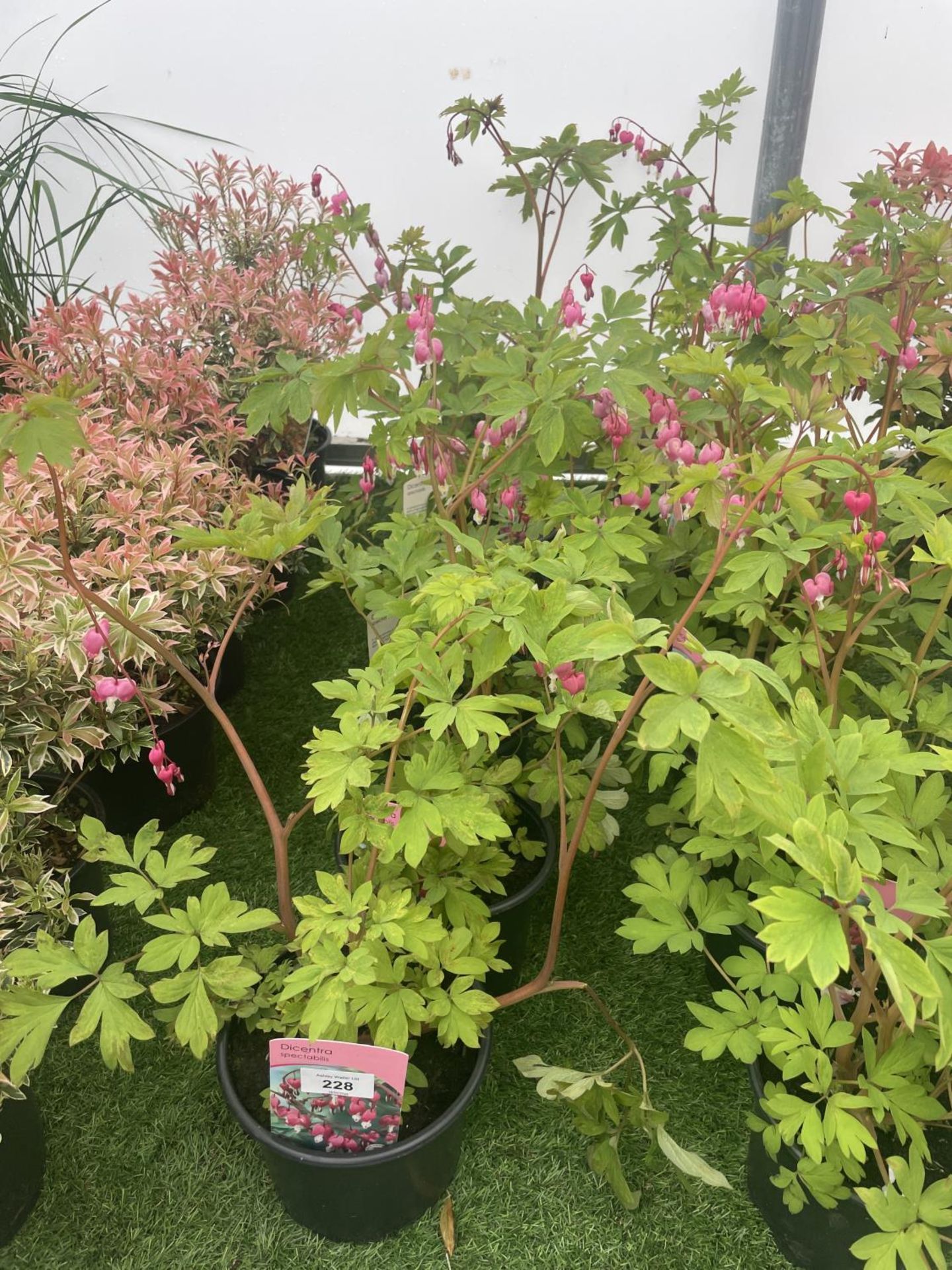 SIX DICENTRA SPECTABILIS BLEEDING HEART 50CM TALL TO BE SOLD FOR THE SIX PLUS VAT