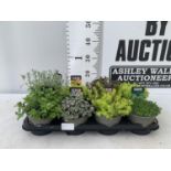 EIGHT VARIOUS EVERGREEN SEDUMS ON A TRAY IN P14 POTS TO BE SOLD FOR THE EIGHT PLUS VAT