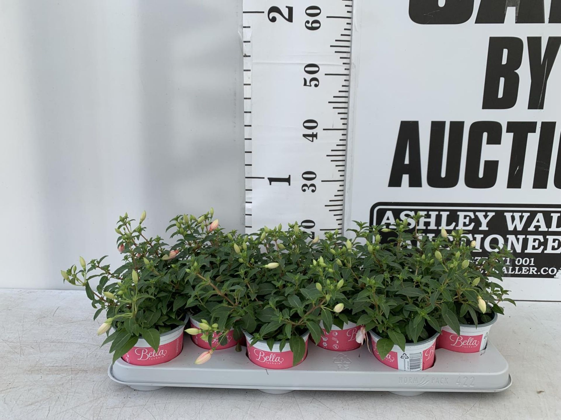 TWELVE FUCHSIA BELLA TRAILING PLANTS ON A TRAY IN P10 POTS PLUS VAT TO BE SOLD FOR THE TWELVE