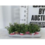 TWELVE FUCHSIA BELLA TRAILING PLANTS ON A TRAY IN P10 POTS PLUS VAT TO BE SOLD FOR THE TWELVE