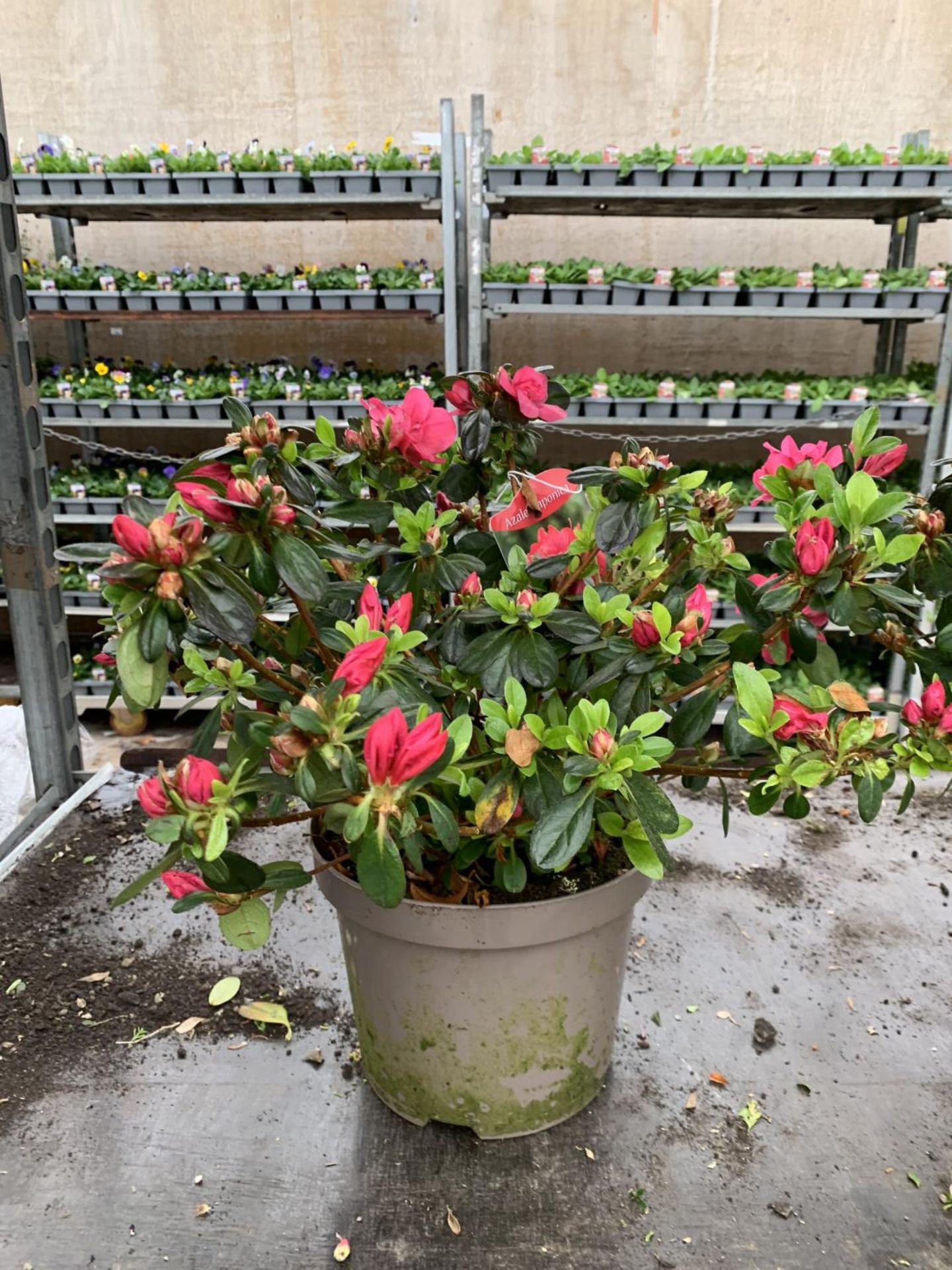 THREE AZALEA JAPONICA MOEDERKENSDAG IN 2 LTR POTS TO BE SOLD FOR THE THREE PLUS VAT - Image 2 of 6