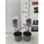 TWO FIGS FICUS CARICA 'LITTLE MISS FIGGY' IN 5 LTR POTS APPROX 35CM IN HEIGHT NO VAT TO BE SOLD