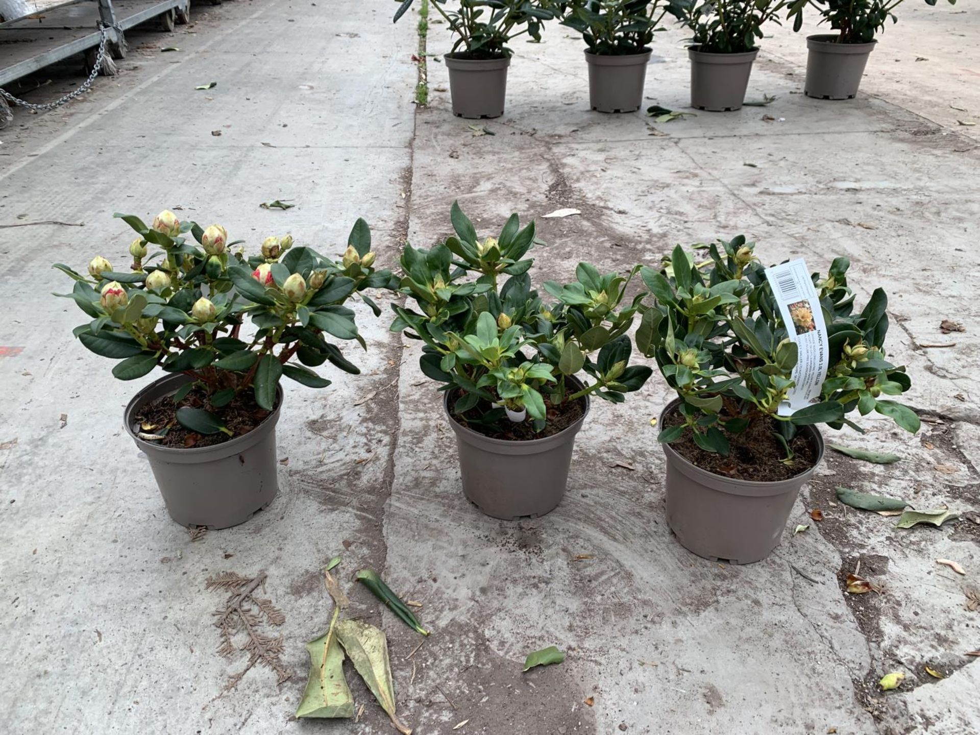 THREE RHODODENDRON NANCY EVANS YELLOW IN 3 LTR POTS TO BE SOLD FOR THE THREE PLUS VAT