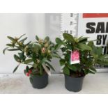 TWO RHODODENDRON VIRGINIA RICHARDS AND GERMANIA IN 5 LTR POTS 60CM TALL PLUS VAT TO BE SOLD FOR