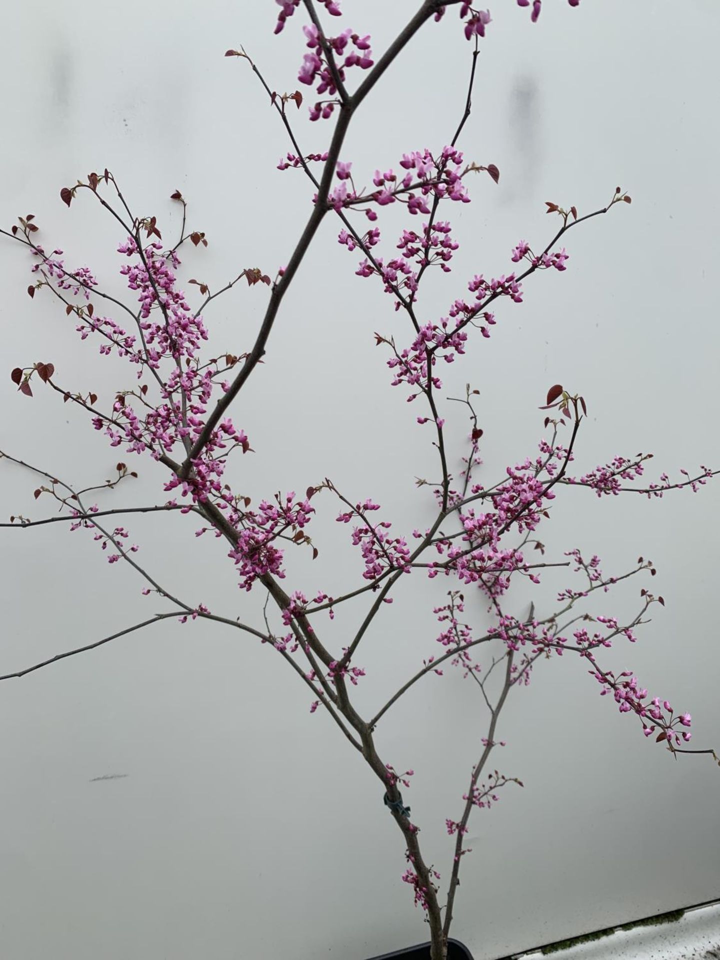 A CERCIS CANADENSIS CANADIAN REDBUD TREE IN PINK FLOWER OVER 2 METRES IN HEIGHT PLUS VAT IN A 7 - Bild 5 aus 8