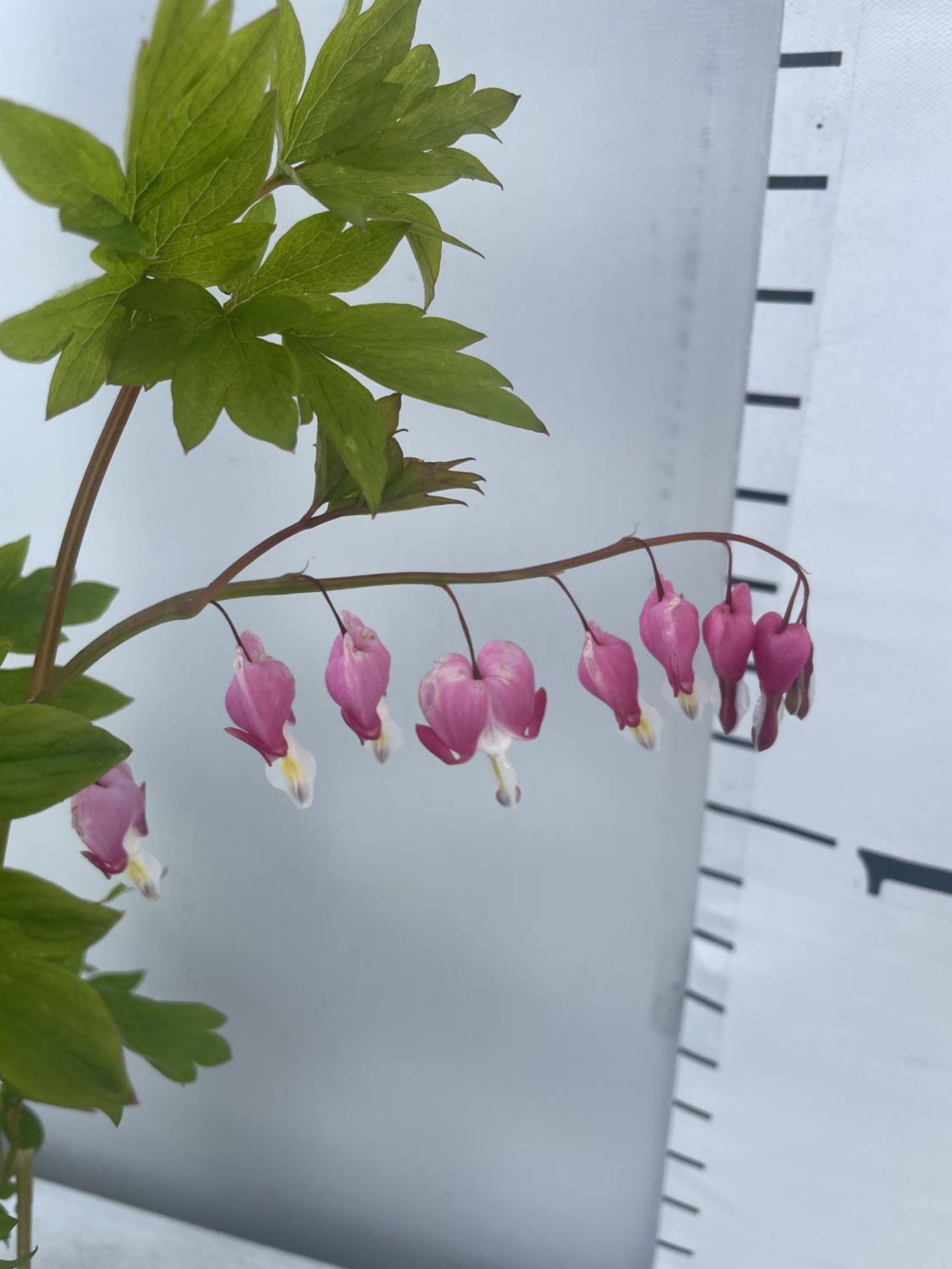 SIX DICENTRA SPECTABILIS BLEEDING HEART 50CM TALL TO BE SOLD FOR THE SIX PLUS VAT - Image 3 of 4
