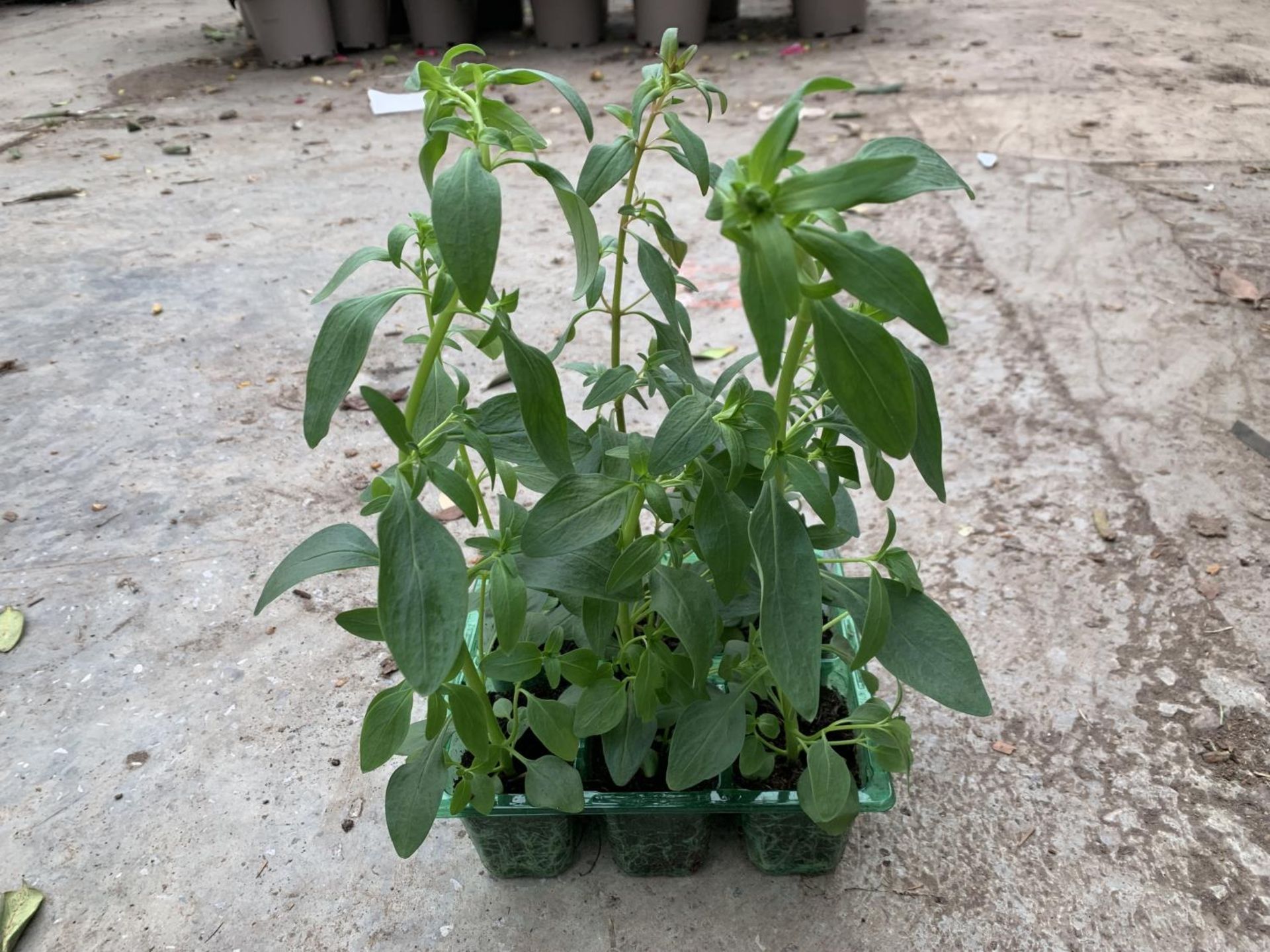 TEN TRAYS OF SIX ANTIRRHINUM APPEAL SELECT MIX TO BE SOLD FOR THE SIXTY PLANTS PLUS VAT - Image 3 of 3