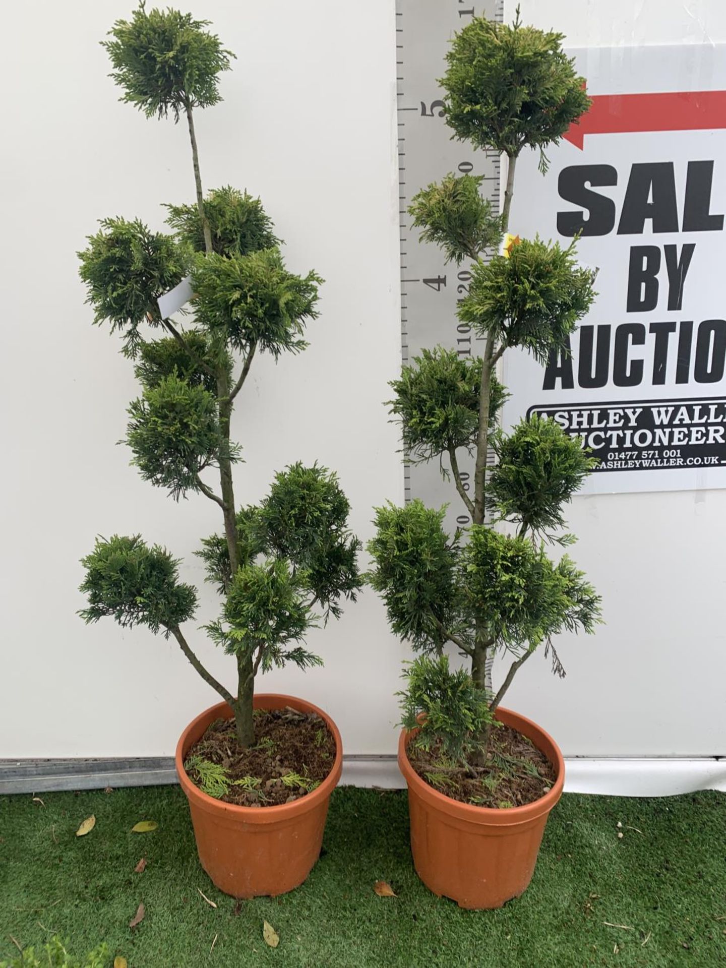 TWO POM POM TREES CUPRESSOCYPARIS LEYLANDII 'GOLD RIDER' APPROX 150CM IN HEIGHT IN 15 LTR POTS - Image 2 of 6