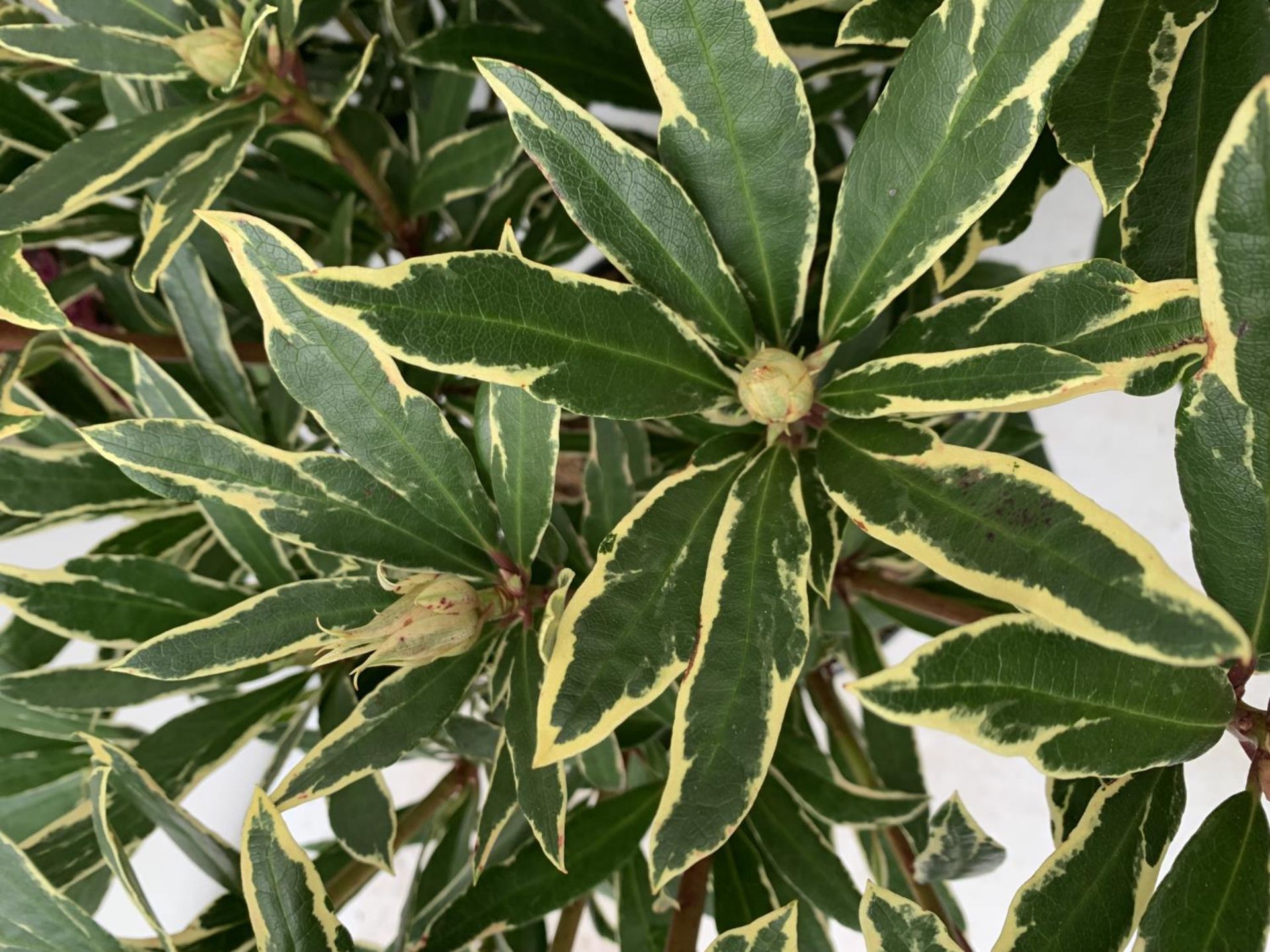 TWO RHODODENDRON PONTICUM VARIEGATUM AND VIRGINIA RICHARDS IN 5 LTR POTS 60CM TALL PLUS VAT TO BE - Image 4 of 6